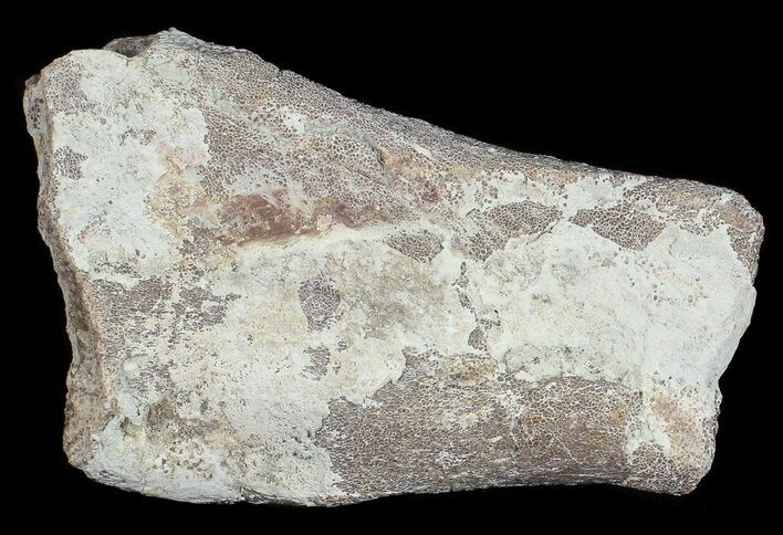 Dimetrodon Partial Limb Bone - Texas #68807